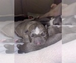 Small #16 American Bully