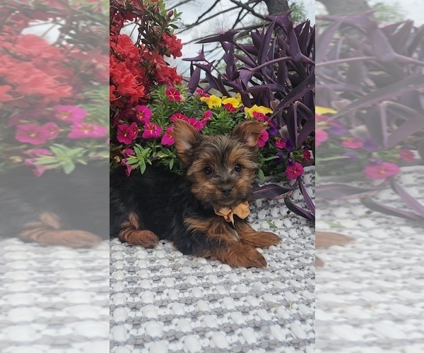 Medium Photo #6 Yorkshire Terrier Puppy For Sale in INDIANAPOLIS, IN, USA