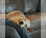 Small #2 American Staffordshire Terrier Mix