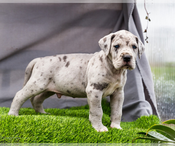 Medium Photo #6 Great Dane Puppy For Sale in WAKARUSA, IN, USA