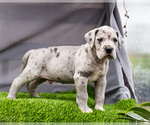 Small #4 Great Dane