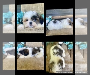 Shih Tzu Puppy for sale in NACOGDOCHES, TX, USA