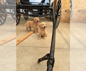 Golden Retriever Puppy for sale in TAMPA, FL, USA