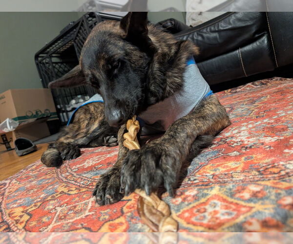 Medium Photo #1 Holland Shepherd Puppy For Sale in Imlay City, MI, USA