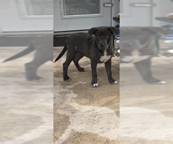 Medium Photo #1 Labrador Retriever-Unknown Mix Puppy For Sale in San Antonio, TX, USA