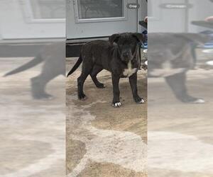 Labrador Retriever-Unknown Mix Dogs for adoption in San Antonio, TX, USA