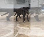 Small Labrador Retriever Mix