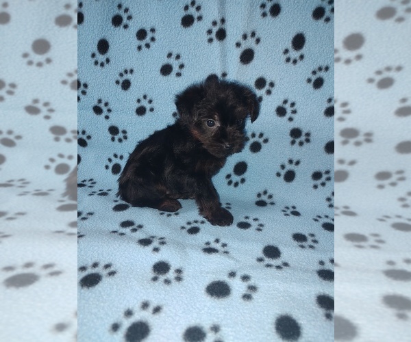Medium Photo #3 YorkiePoo Puppy For Sale in LAPEER, MI, USA