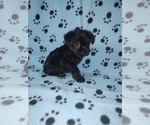 Small #2 YorkiePoo