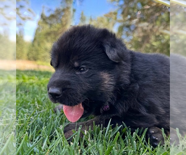Medium Photo #19 German Shepherd Dog Puppy For Sale in MARIPOSA, CA, USA