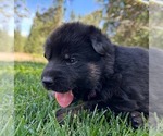 Small Photo #19 German Shepherd Dog Puppy For Sale in MARIPOSA, CA, USA