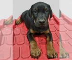 Small #3 Doberman Pinscher