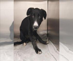 Borador Dogs for adoption in Sacramento, CA, USA