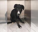 Small Borador