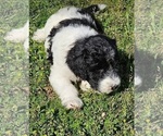 Small Photo #16 Goldendoodle Puppy For Sale in TARBORO, NC, USA