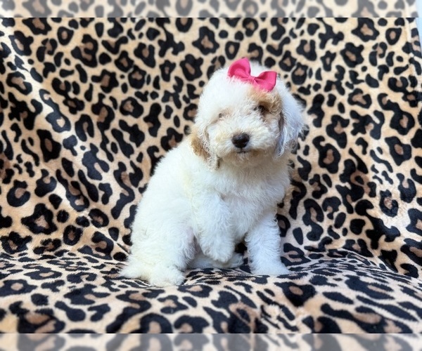 Medium Photo #9 Goldendoodle (Miniature) Puppy For Sale in LAKELAND, FL, USA
