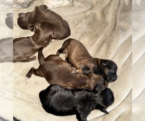 ShihPoo Puppy for sale in LUDLOW, MA, USA