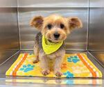 Small Mutt