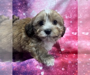 Havanese Puppy for sale in LIVONIA, MI, USA