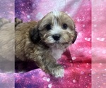 Abigail - Female Havanese Puppy for Sale - Small photo