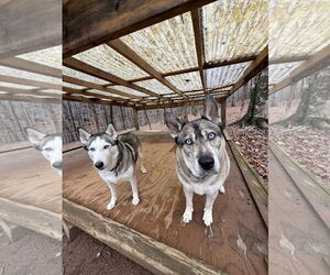 Lennox - Male Gerberian Shepsky Dog for Adoption - Photo #5