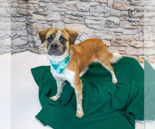 Medium Photo #6 Boxer-Colonial Cocker Spaniel Mix Puppy For Sale in Kennesaw, GA, USA