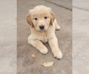 Golden Retriever Puppy for sale in ROUND ROCK, TX, USA