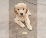 Small Photo #1 Golden Retriever Puppy For Sale in ROUND ROCK, TX, USA