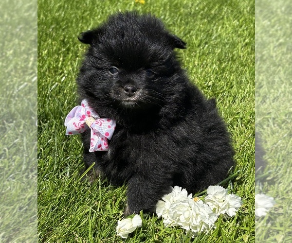 Medium Photo #6 Pomeranian Puppy For Sale in ROCK STREAM, NY, USA