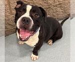 Small #1 American Pit Bull Terrier-Bulldog Mix