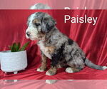 Puppy Paisley Bernedoodle