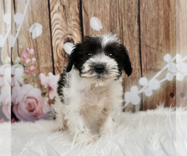 Medium Photo #2 Schnauzer (Miniature) Puppy For Sale in WARSAW, IN, USA