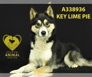 Alaskan Malamute-Keeshond Mix Dogs for adoption in Stockton, CA, USA