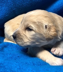 Goldendoodle Puppy for sale in PORTLAND, ND, USA