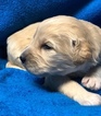 Small Photo #1 Goldendoodle Puppy For Sale in PORTLAND, ND, USA