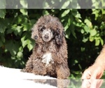 Small #3 Poodle (Toy)