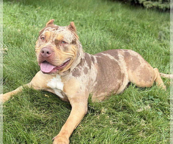 Medium Photo #4 American Bulldog-Unknown Mix Puppy For Sale in Spring Lake, NJ, USA