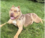 Small #3 American Bulldog Mix
