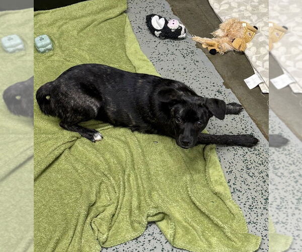 Medium Photo #4 Boglen Terrier Puppy For Sale in Osgood, IN, USA