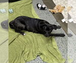 Small #3 Boglen Terrier