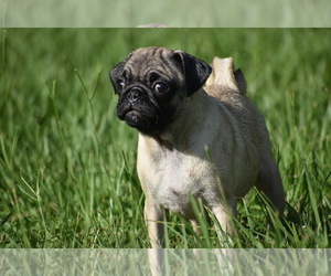 Pug Puppy for sale in PALM COAST, FL, USA