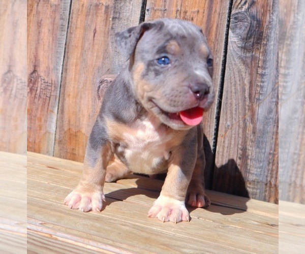 Medium Photo #10 American Bully Puppy For Sale in LOS ANGELES, CA, USA