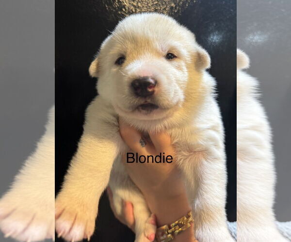 Medium Photo #2 Pyrenees Husky Puppy For Sale in Bellevue, WA, USA