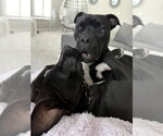 Small #4 American Bulldog Mix