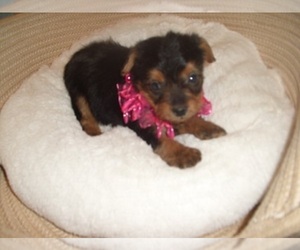 Yorkshire Terrier Puppy for sale in JACKSON, MS, USA