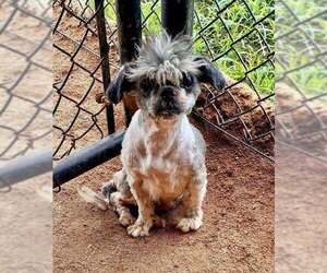 Shih Tzu-Unknown Mix Dogs for adoption in Brewster, NY, USA