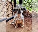 Small Shih Tzu Mix