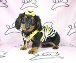 Small Photo #10 Dachshund Puppy For Sale in LAS VEGAS, NV, USA