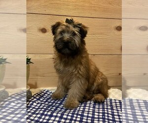 Soft Coated Wheaten Terrier Puppy for sale in DOSS, MO, USA