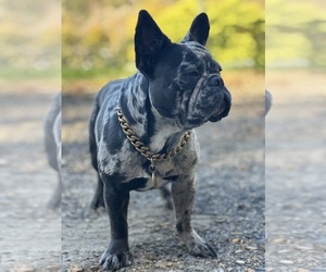 Father of the French Bulldog puppies born on 03/12/2025